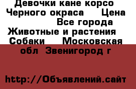 Девочки кане корсо. Черного окраса.  › Цена ­ 65 000 - Все города Животные и растения » Собаки   . Московская обл.,Звенигород г.